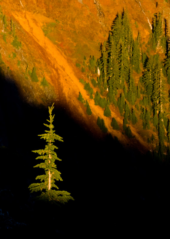 Last Light On Fir Tree